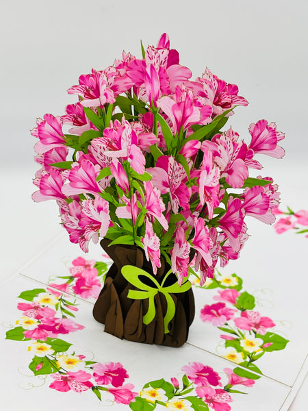 Alstromeria Hybrids